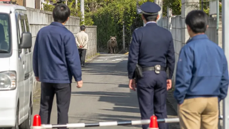 豊橋の住宅街にニホンカモシカ出没 市と警察が現場を見守る