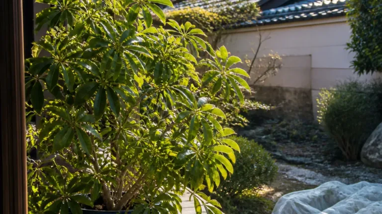 宇治で観葉植物が初めて実を結ぶ 温暖化の“身近なサイン”に