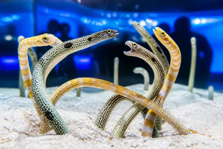 京都水族館で撮影 チンアナゴの“ケンカ”動画が話題