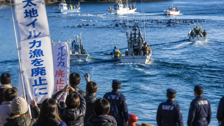 和歌山・太地でイルカ追い込み漁解禁 抗議と警備の中、漁船が出港