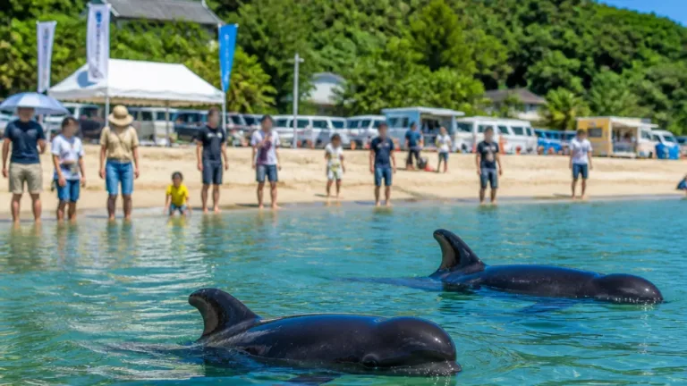 和歌山・太地の「くじら浜」期間限定でクジラと泳げる海水浴場開設