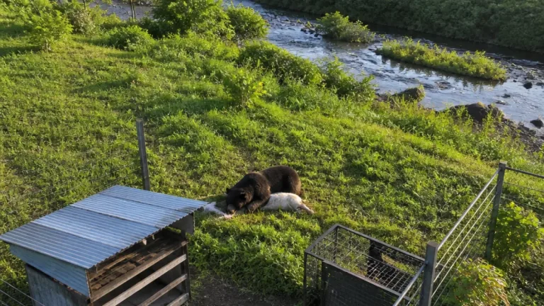 八雲町でクマが牧場のヤギを捕食 付近で箱わな設置し警戒強化