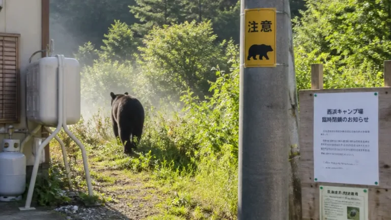 山形市蔵王飯田で住宅裏にクマ出没 市が注意呼びかけ