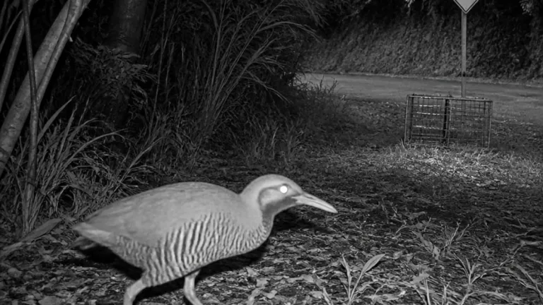 名護・源河でヤンバルクイナ再び確認