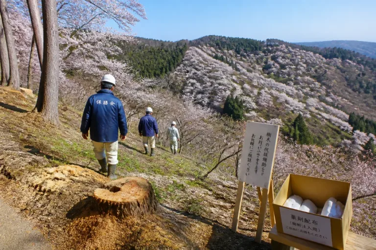奈良・吉野山の桜に外来害虫被害 保存と観光に影響の懸念
